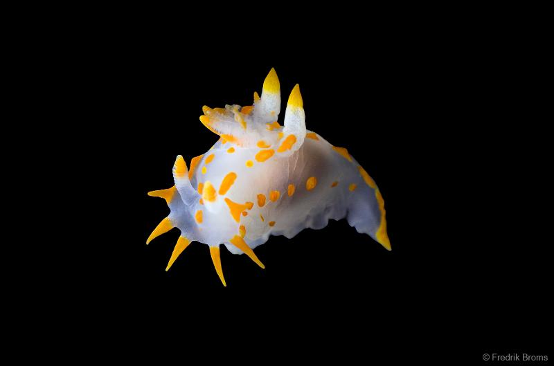 Polycera quadrilineata, by Fredrik Broms.jpg